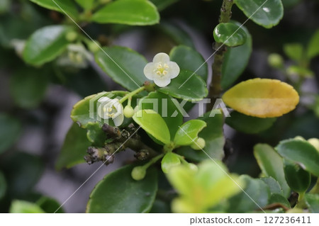View of small white boxwood flowers and green glossy leaves blooming in a spring garden 127236411