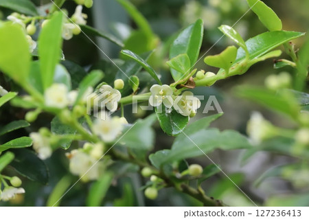 春天花園裡盛開的白色小黃楊花和綠色光澤的葉子 春天花園裡盛開的白色小黃楊花和綠色光澤的葉子 127236413