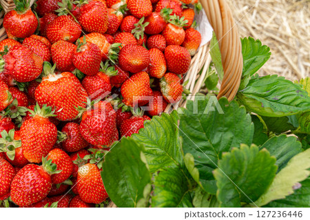 A vibrant collection of freshly picked strawberries fills a woven basket, accompanied by lush green leaves. The ripe, red fruits showcase the bounty of a fruitful harvest season. A vibrant collection of freshly picked strawberries fills a woven basket, accompanied by lush green leaves. The ripe, red fruits showcase the bounty of a fruitful harvest season. 127236446