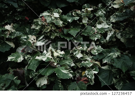 Plant variegated leaf tropical tree nature organic photo dark tone textured abstract background 127236457