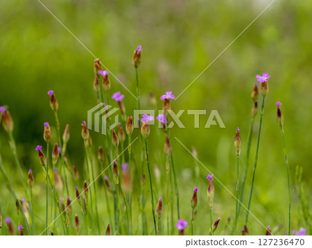 Flowers of the naturalized plant, Tanadeshiko Flowers of the naturalized plant, Tanadeshiko 127236470