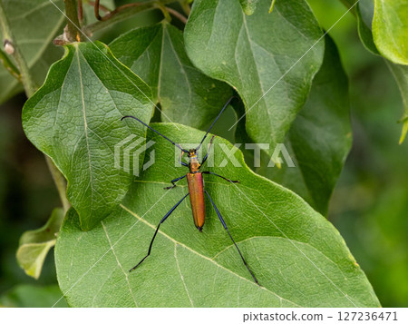A green longhorn beetle on a leaf, not green A green longhorn beetle on a leaf, not green 127236471