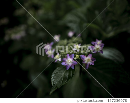 Rainyu Sky Hydrangea 127236978