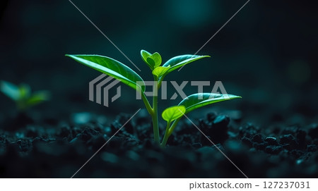 Emerging sprout in soil, a new beginning. Emerging sprout in soil, a new beginning. 127237031
