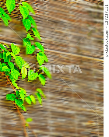 Summer ivy has wrapped itself around the old blinds and continues to grow. Summer ivy has wrapped itself around the old blinds and continues to grow. 127237111