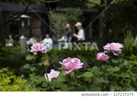 Roses in the rainy season Roses in the rainy season 127237275