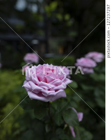 Roses in the rainy season Roses in the rainy season 127237297