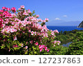 Nishiizu Coast bathed in the colours of azalea 127237863