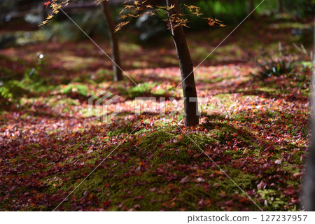 Autumn garden at Gion-ji Temple in Kyoto, with beautiful autumn leaves and moss on the ground 127237957