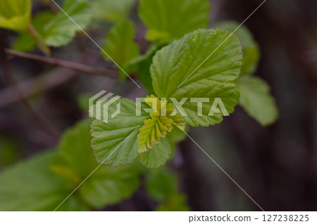 in early spring, green young leaves bloom on a blurred background, macro in early spring, green young leaves bloom on a blurred background, macro 127238225