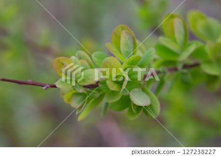 in early spring, green young leaves bloom on a blurred background, macro in early spring, green young leaves bloom on a blurred background, macro 127238227