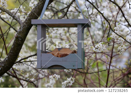 Bird feeder with bread on a blooming cherry tree in the garden. 127238265