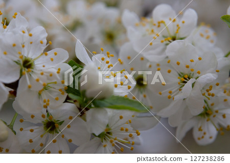 Macro white cherry blossoms with yellow stamens on a branch in the garden, also known as cherry blossoms. A blooming cherry tree on a blurred pastel background. 127238286