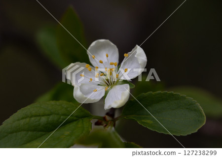 Macro White cherry blossoms on a branch in the garden, also known as cherry blossoms. Cherry blossom tree, selective focus. 127238299