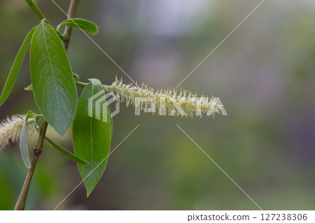 Flower of the whte willow (Salix alba) in spring Flower of the whte willow (Salix alba) in spring 127238306