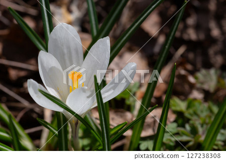 close-up of a flower, specifically a tommie crocus, also known as a spring crocus or snow crocus and can be found outdoors in field close-up of a flower, specifically a tommie crocus, also known as a spring crocus or snow crocus and can be found outdoors in field 127238308