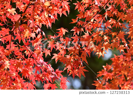 秋葉風景 秋葉風景 127238313