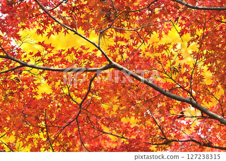 秋葉風景 秋葉風景 127238315