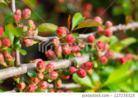 A plant with flowering wild Japanese quince (Chaenomeles japonica) on a sunny day. Lots of beautiful pink buds of Japanese quince on a natural background, spring A plant with flowering wild Japanese quince (Chaenomeles japonica) on a sunny day. Lots of beautiful pink buds of Japanese quince on a natural background, spring 127238328