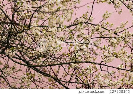 Macro White cherry blossoms on a branch in the garden, also known as cherry blossoms. Cherry blossom tree, selective focus. Macro White cherry blossoms on a branch in the garden, also known as cherry blossoms. Cherry blossom tree, selective focus. 127238345