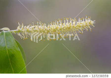 Flower of the whte willow (Salix alba) in spring 127238359