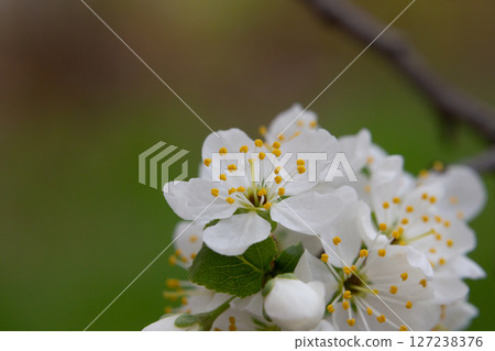 Macro White cherry blossoms on a branch in the garden, also known as cherry blossoms. Cherry blossom tree, selective focus. 127238376