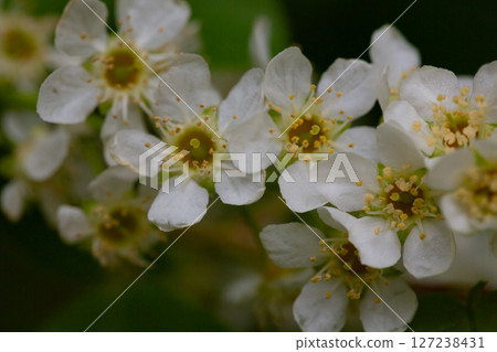 In spring, bird-cherry tree (Prunus padus) grows and blooms in nature. 127238431