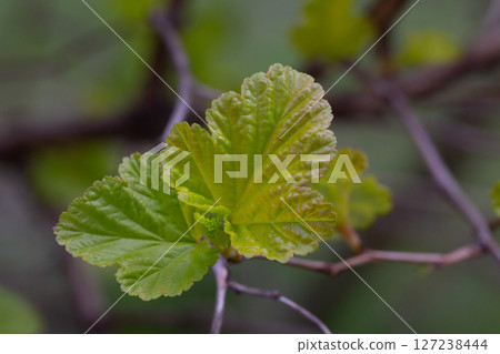 in early spring, green young leaves bloom on a blurred background, macro in early spring, green young leaves bloom on a blurred background, macro 127238444