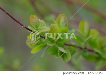 in early spring, green young leaves bloom on a blurred background, macro 127238456
