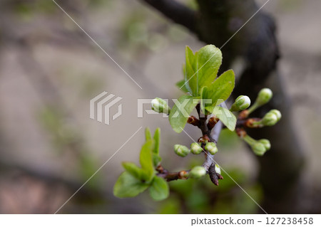 Plum buds on a branch with young green leaves. Early spring, April. Spring flower background Plum buds on a branch with young green leaves. Early spring, April. Spring flower background 127238458