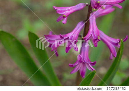 Pink hyacinth (Hyacinthus orientalis) blooms in a garden in April 127238462