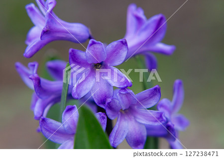 Close up, macro of blue Hyacinth, Hyacinthus orientalis in flower bed. Beautiful spring flower blossom with lush green leaves. Natural background. Selective focus 127238471