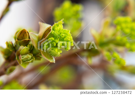 Norway Maple (Acer platanoides), flowering. Delicate green maple flowers and buds on a branch in the garden in early spring. Spring natural background. 127238472