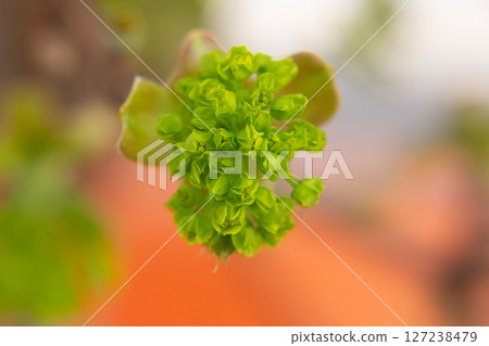 Norway Maple (Acer platanoides), flowering. Delicate green maple flowers and buds on a branch in the garden in early spring. Spring natural background. 127238479