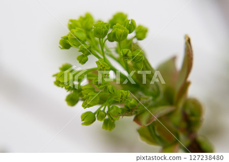Norway Maple (Acer platanoides), flowering. Delicate green maple flowers and buds on a branch in the garden in early spring. Spring natural background. 127238480