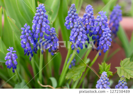 Armenian Viper Bow. Armenian mouse hyacinth. Muscari is Armenian. Muscari armeniacum. Bright blue flowers in early spring 127238489