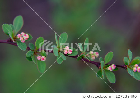 Delicate pink barberry buds on a branch in the garden in spring, macro photo. Delicate pink barberry buds on a branch in the garden in spring, macro photo. 127238490
