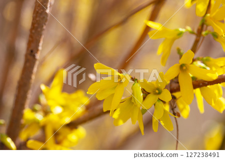 Forsythia flowers, Golden Bell, Border Forsythia (Forsythia x intermedia, europaea) blooming in spring garden bush Forsythia flowers, Golden Bell, Border Forsythia (Forsythia x intermedia, europaea) blooming in spring garden bush 127238491