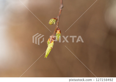 Small leaves on a branch in the garden in early spring. Spring background, April 127238492