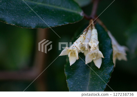 Elaeagnus pungens is a shade-tolerant, drought-tolerant plant. It is used in decorative and garden construction. Small white flowers thorny elaeagnus. 127238736