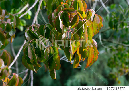 close-up of Bischofia javanica blume leaves 127238751