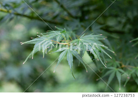 Close-up of green Leaves of Japanese maple (Acer Palmatum, Acer palmatum Thunb. cv. Dissectum ) 127238753