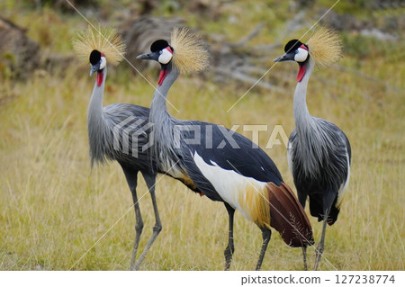 丹頂鶴 丹頂鶴 127238774