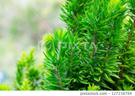 Close-up of green myrtle leaves on a blurred background. Summer background of fresh leaves. Close-up of green myrtle leaves on a blurred background. Summer background of fresh leaves. 127238784
