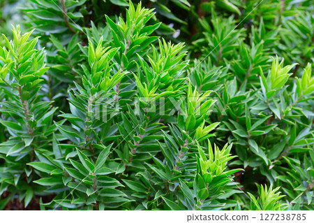 Close-up of green myrtle leaves on a blurred background. Summer background of fresh leaves. 127238785