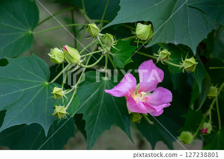 bright large pink flowers of Hibiscus mutabilis, in the garden, also known as the Confederate rose, Dixie rosemallow, cotton rose or cotton rosemallow. Summer background. bright large pink flowers of Hibiscus mutabilis, in the garden, also known as the Confederate rose, Dixie rosemallow, cotton rose or cotton rosemallow. Summer background. 127238801