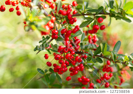 Close-up of a fruiting shrub called Pyracantha coccinea. Firethorn berries, rosaceae evergreen shrub. Dog apple, China, the scarlet, European species or red firethorn. Small, bright red berries. 127238856