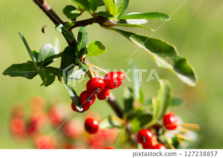 Close-up of a fruiting shrub called Pyracantha coccinea. Firethorn berries, rosaceae evergreen shrub. Dog apple, China, the scarlet, European species or red firethorn. Small, bright red berries. 127238857