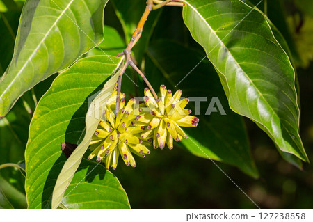Happy tree (Camptotheca acuminata) close up. Called Cancer tree and Tree of life also. The fruits look like small bananas. Happy tree (Camptotheca acuminata) close up. Called Cancer tree and Tree of life also. The fruits look like small bananas. 127238858