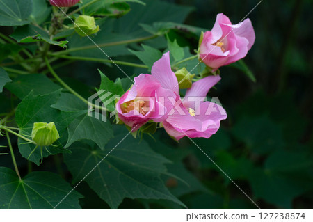 bright large pink flowers of Hibiscus mutabilis, in the garden, also known as the Confederate rose, Dixie rosemallow, cotton rose or cotton rosemallow. Summer background. bright large pink flowers of Hibiscus mutabilis, in the garden, also known as the Confederate rose, Dixie rosemallow, cotton rose or cotton rosemallow. Summer background. 127238874